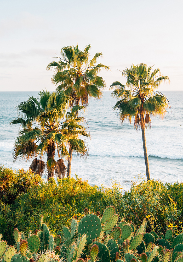 palm trees against the ocean with cacti in the foreground